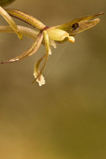 image of Tipularia discolor, Cranefly Orchid