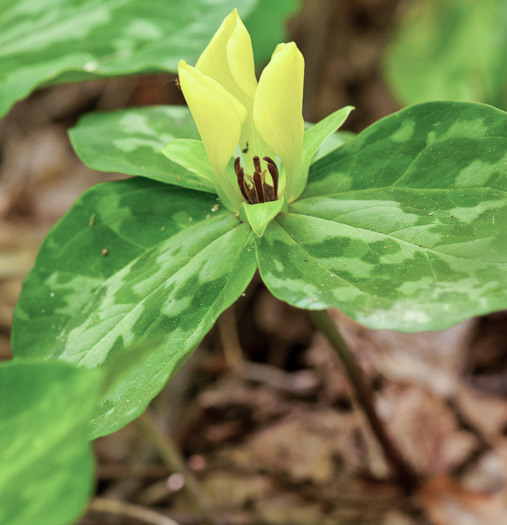 Trillium discolor, Pale Yellow Trillium, Faded Trillium, Small Yellow Toadshade, Savannah River Trillium