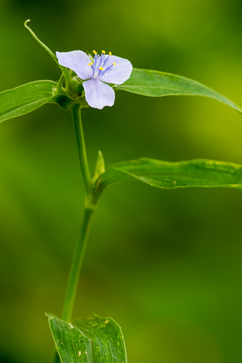 image of Tradescantia subaspera, Zigzag Spiderwort, Wide-leaved Spiderwort