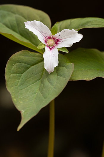 image of Trillidium undulatum, Painted Trillium, Striped Wake-robin