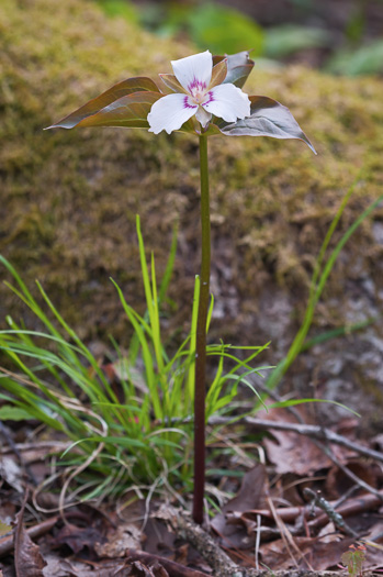 image of Trillidium undulatum, Painted Trillium, Striped Wake-robin