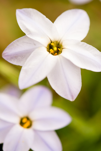 image of Ipheion uniflorum, Spring Starflower, Spring Star, Star of Bethlehem