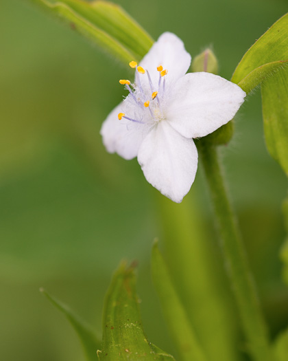 image of Tradescantia virginiana, Virginia Spiderwort