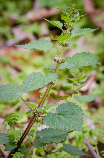 image of Urtica chamaedryoides, Weak Nettle, Dwarf Stinging Nettle, Heartleaf Nettle