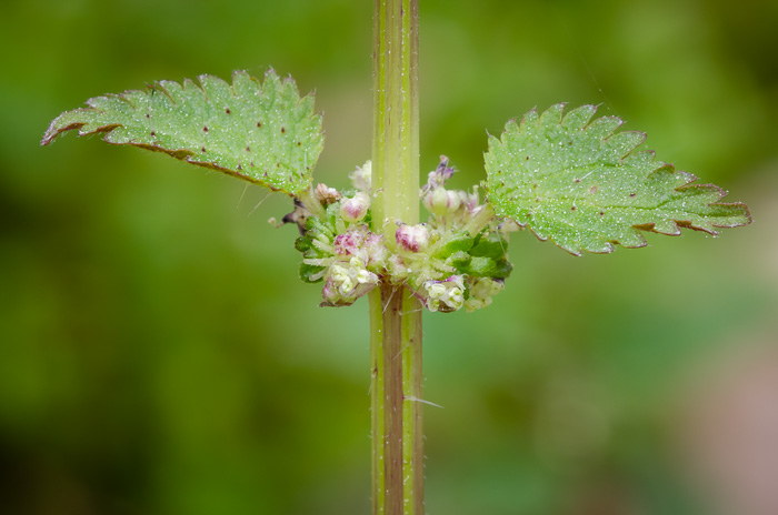 image of Urtica chamaedryoides, Weak Nettle, Dwarf Stinging Nettle, Heartleaf Nettle