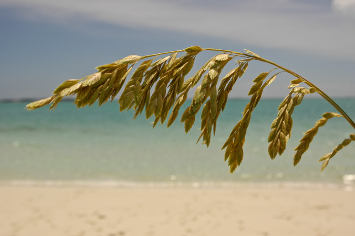 image of Uniola paniculata, Sea Oats