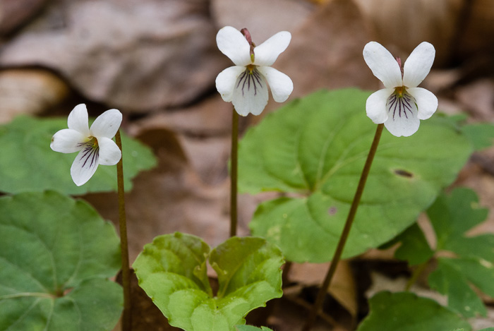 image of Viola blanda, Sweet White Violet