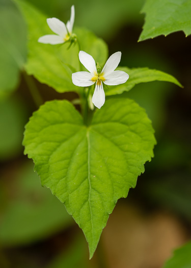 image of Viola canadensis, Canada Violet, Tall White Violet