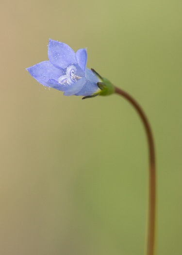 image of Wahlenbergia marginata, Wahlenbergia, Asian Rockbell, Asiatic bellflower, Southern Rockbell