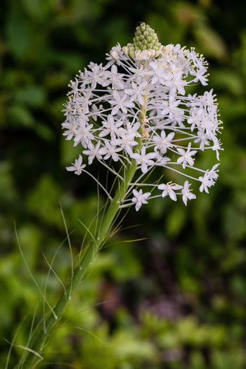 image of Xerophyllum asphodeloides, Eastern Turkeybeard, Beargrass, Mountain-asphodel