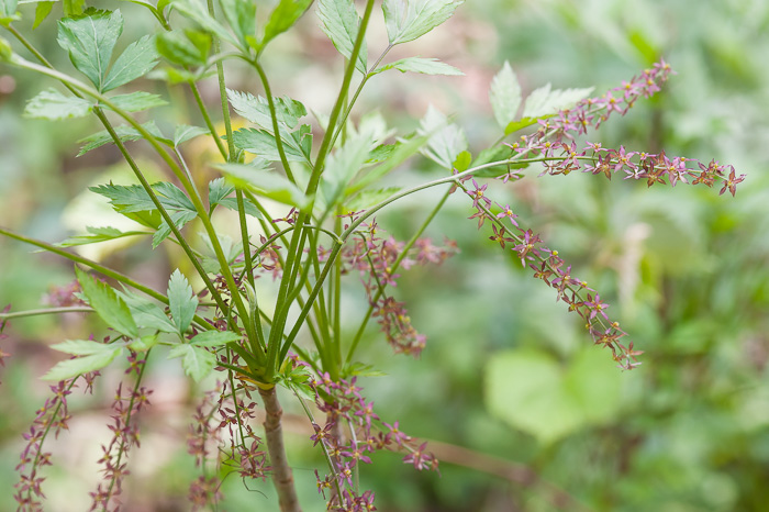 image of Xanthorhiza simplicissima, Yellowroot