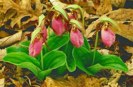 image of Cypripedium acaule, Pink Lady's Slipper, Mocassin Flower