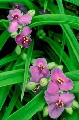 image of Tradescantia virginiana, Virginia Spiderwort