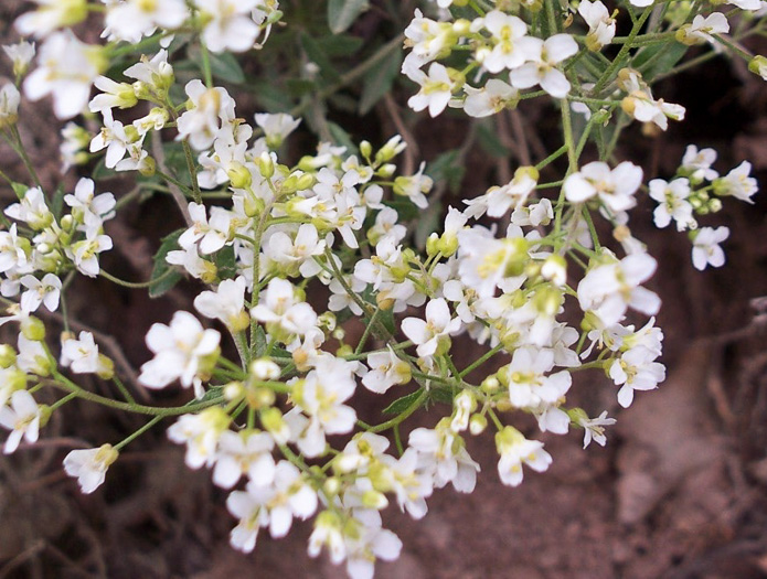 image of Draba ramosissima, Rocktwist, Branched Draba, Appalachian Draba