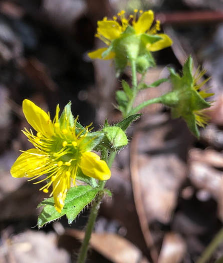 image of Waldsteinia fragarioides, Northern Barren Strawberry