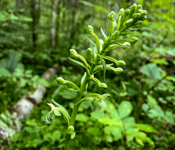 image of Platanthera lacera, Ragged Fringed Orchid, Green Fringed Orchid, Ragged Orchid