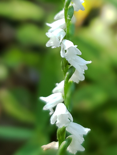 image of Spiranthes tuberosa, Little Ladies'-tresses, Little Pearl-twist