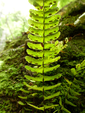 image of Asplenium monanthes, Single-sorus Spleenwort, One-sorus Spleenwort