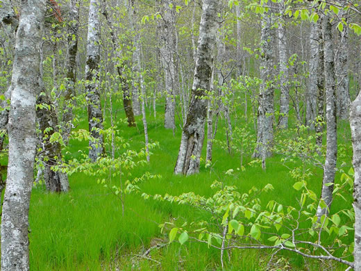 image of Carex pensylvanica, Pennsylvania Sedge, High Meadow Sedge