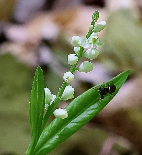 image of Polygala senega +, Seneca Snakeroot