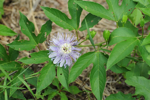 image of Passiflora incarnata, Purple Passionflower, Maypop