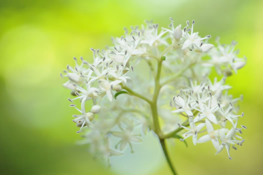 Eastern Roughleaf Dogwood