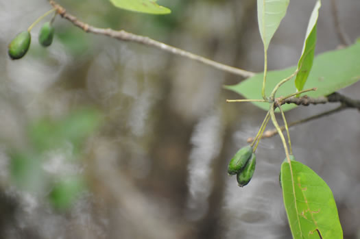 image of Nyssa aquatica, Water Tupelo, Cotton Gum, Tupelo Gum