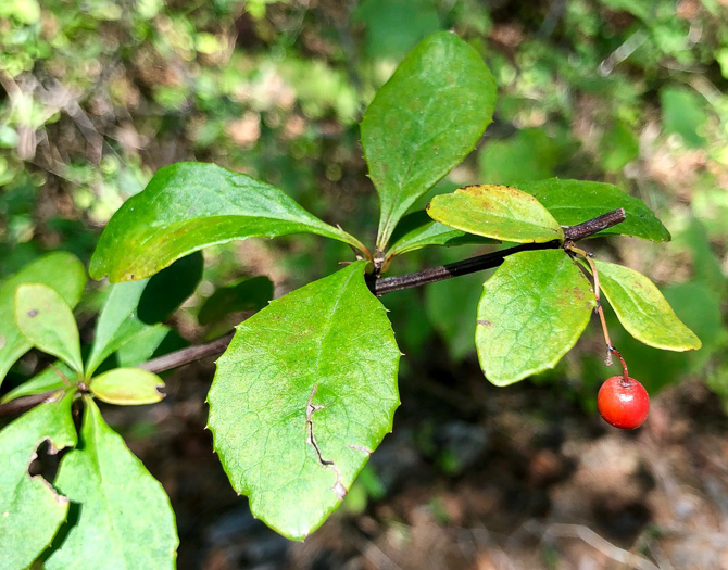 image of Berberis canadensis, American Barberry, Allegheny Barberry