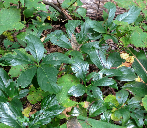 image of Parthenocissus inserta, Thicket Creeper, Woodbine