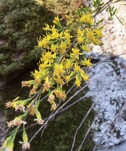 image of Solidago plumosa, Yadkin River Goldenrod