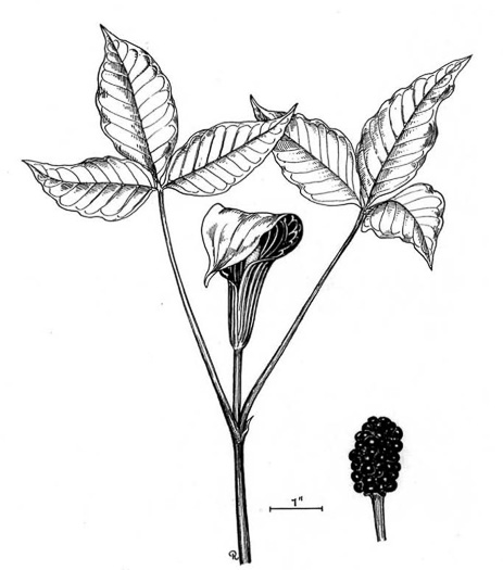 image of Arisaema triphyllum, Common Jack-in-the-Pulpit, Indian Turnip