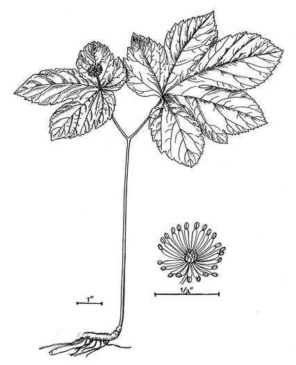 image of Hydrastis canadensis, Goldenseal