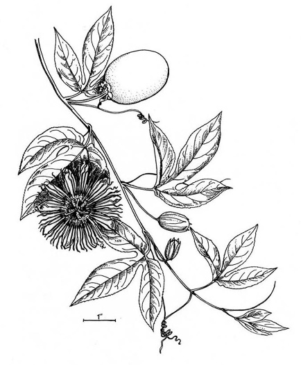 image of Passiflora incarnata, Purple Passionflower, Maypop