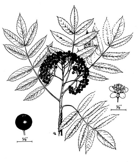 image of Sorbus americana, American Mountain-ash, American Rowan