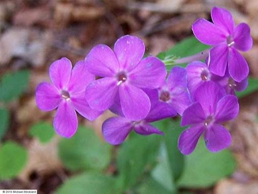 image of Phlox glaberrima, Smooth Phlox