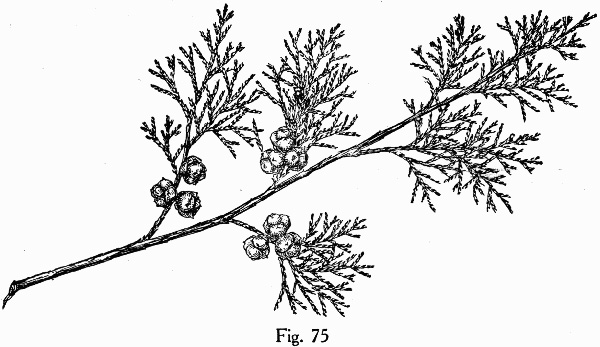 image of Chamaecyparis thyoides var. thyoides, Atlantic White Cedar, Juniper