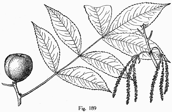 drawing of Carya texana, Black Hickory