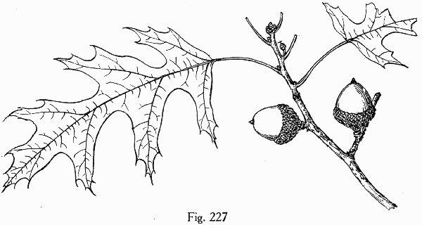 image of Quercus coccinea, Scarlet Oak