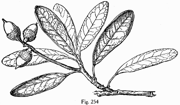 image of Quercus geminata, Sand Live Oak