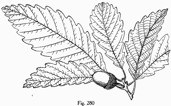 image of Quercus montana, Rock Chestnut Oak, Mountain Oak, Tanbark Oak