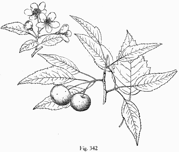 image of Malus coronaria, Sweet Crabapple, Wild Crabapple