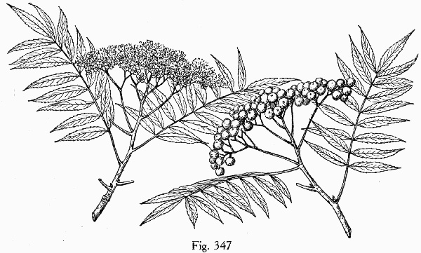 image of Sorbus americana, American Mountain-ash, American Rowan