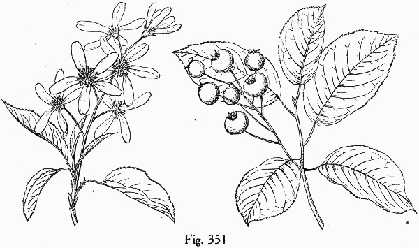 image of Amelanchier laevis, Smooth Serviceberry, Allegheny Serviceberry