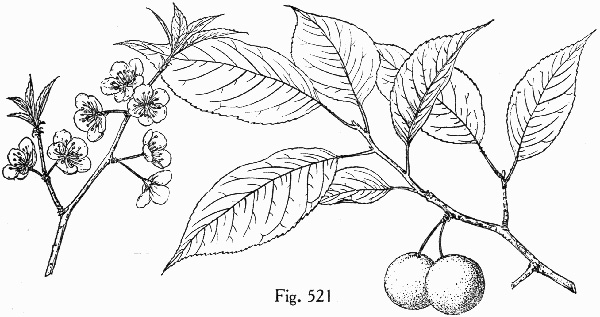 image of Prunus hortulana, Hortulan Plum, Wild-goose Plum