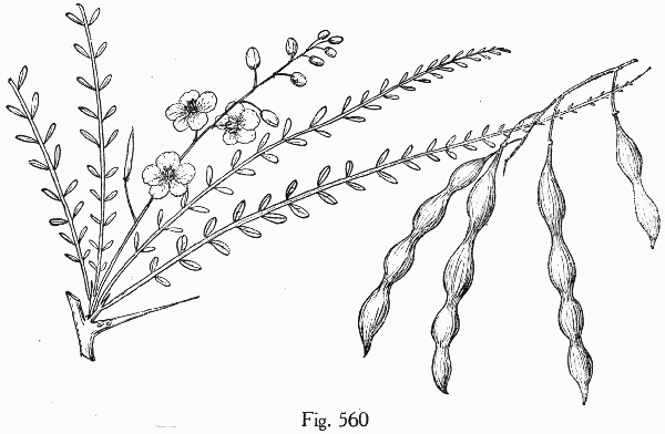 image of Parkinsonia aculeata, Jerusalem Thorn, Crown-of-Thorns, Horse-bean, Mexican Palo Verde