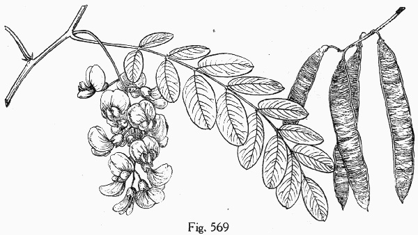 image of Robinia pseudoacacia, Black Locust