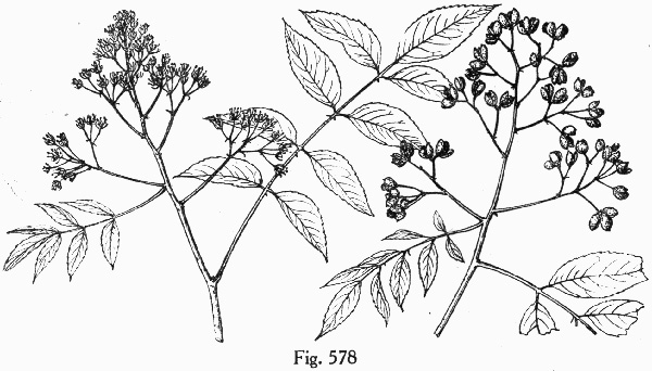 image of Zanthoxylum clava-herculis, Southern Toothache Tree, Hercules-club, Sea-ash, Southern Prickly-ash