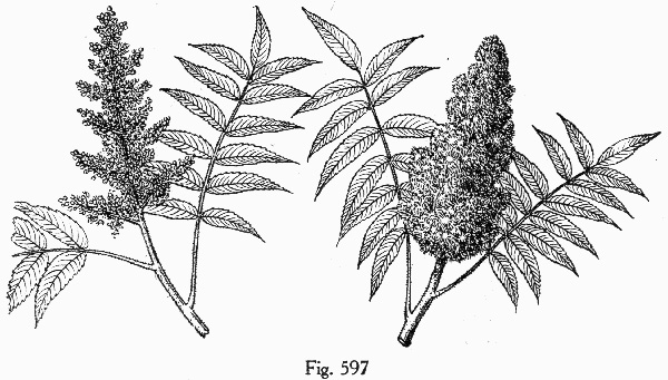 image of Rhus typhina, Staghorn Sumac