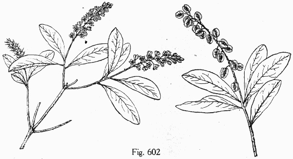 image of Cliftonia monophylla, Buckwheat-tree, Black Titi, Buckwheat-bush