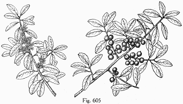 image of Ilex vomitoria, Yaupon Holly, Yaupon